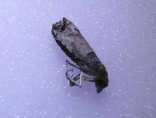 Notocelia incarnatana